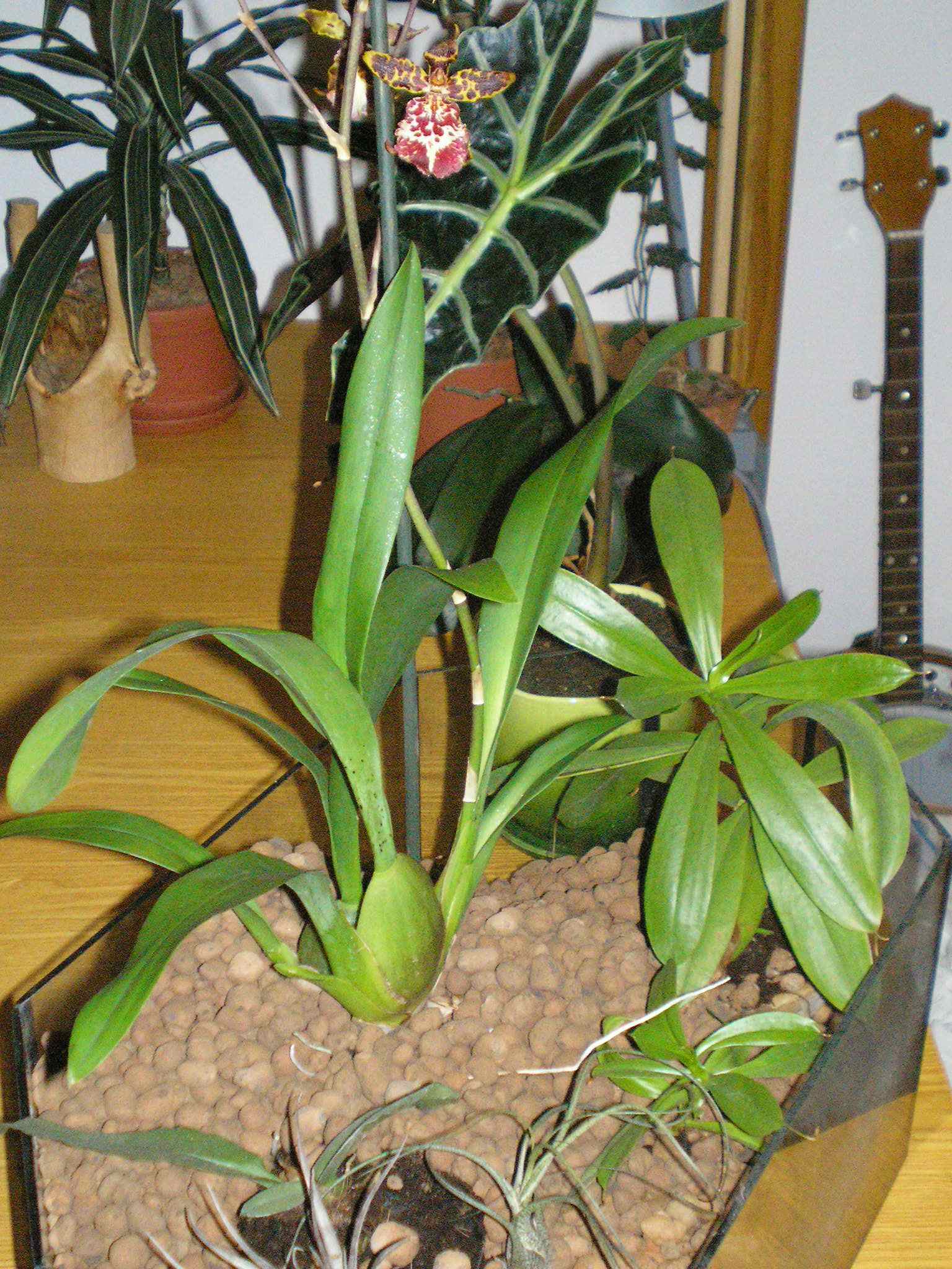 Mäsožravky a orchidee.jpg