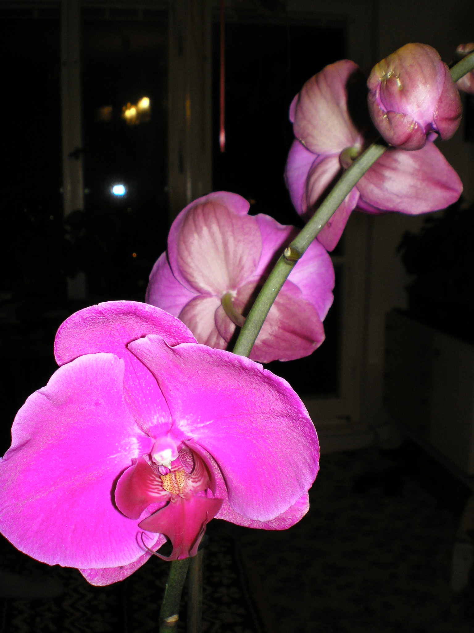 rod Phalaenopsis
